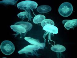 expose-the-light:  14 Fun Facts About Jellyfish 1) A group of fish is called a school. A gathering of dolphins is a pod. Several otters makes up a romp. And an assemblage of jellies is a swarm or, better yet, a smack. 2) “Swarm” and “bloom” should