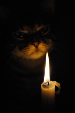 caitallolovesyou:  This cat looks like it’s about to tell the best ghost story I’ve ever heard. 