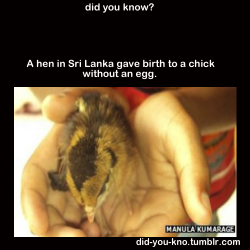 did-you-kno:  Instead of being laid by the hen and incubated in the nest, the egg was incubated inside the hen for 21 days and then the chick hatched inside the mother. The chick is normally formed and healthy, veterinarians say, although the mother hen