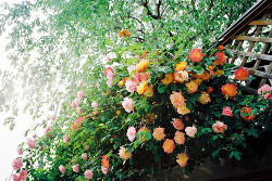 copulates:  roses (by hiki.) 