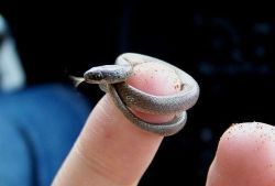 tomspets:  THE TINIEST SNAKE I HAV EVER SEEN. AND LOOK AT IT”S TEENY LITTLE TONGUE!!! 