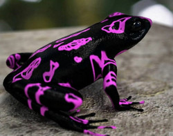  i can honestly say i have never seen a frog w/ those colors wow wtf ?