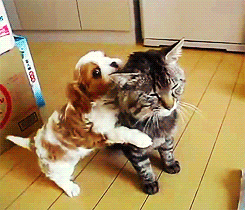 abbacuus:  candybeans:  the-absolute-funniest-posts:  Follow this blog, you will love it on your dashboard  Want that puppy.  I’m that cat, shit… 
