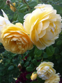 Yellow roses from grandmas