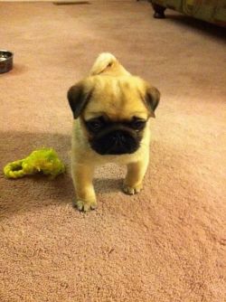 lady-ass:  earl-frank-sun:  girlspines:  pregnat4:  k1mkardashian:  thatsmoderatelyraven:  i thought this was a chicken with its hands on its hips  omfg   IM TRYING SO HARD TO SEE THE CHICKEN BUT ALL I SEE IS A PUG???    that is one sassy chicken  fuckiNG