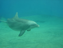 mamitah:  scinerds:  Friendly dolphins help Brazilian fishermen to catch fish.~ Top image: Tolomea/Flickr. Article content from io9.com  “We think of dolphins as playful — but they may also be more cunning than we ever realized. A subset of the