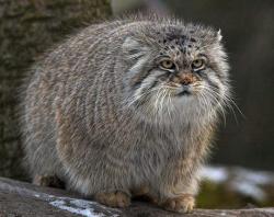 silent-web-of-wyrd:  My absolute favourite cat ever. This is a manul, or pallas cat. Found in the Afghan mountains, they’re one of the oldest pure-blood cousins of our own goggies. Nyoooooo~~~ 