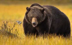 theanimalblog:  This tiny bird outwitted a massive bear when they went head to head in a battle for food. The nippy wagtail was able to feast on a carcass and whizz away before it could be grabbed by a hungry brown bear. Photographer Arnfinn Johansen