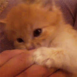 raynebowjack:  demfatcats:  kittensaresuperkawaiidesu:  [x]  awwww too cuteeeeeeeee &lt;3 &lt;3  Reblogged for Manda