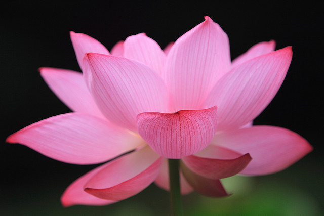 Lotus flower petal shape
