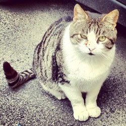 Gattaccio - #cat#gattini#gatto#gatti#pussycat#pussy#igerspadova #padovafotografia #polworld  (Scattata con Instagram presso Istituto di Anatomia)