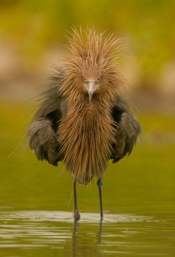magicalnaturetour:  What an ugly and cute thing!! :) reddish egret by Pini Bini :) 