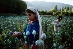  Children work in an opium field in Badakhshan, which is Afghanistan’s largest producer of opium, Northern Afghanistan, 1992 