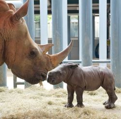 theanimalblog:  After a 16-month gestation period, Kendi delivered her fourth calf Friday, May 4. The healthy male, which has not yet been named, is the ninth white rhino born at Disney’s Animal Kingdom; his mother, 13-year-old, Kendi, was the first.