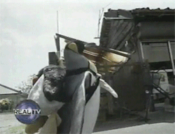 pura-mierda:  Un pingüino con mochila de pingüino 