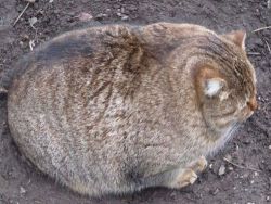 cuteness-daily:  fat-animals:  A cat that is (delightfully) fat.  What a beautiful little sausage