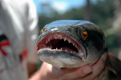 Piranha fish attacks girl