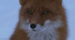 hitlersasshole:  lroninfidel:   Male fox reacting to seeing a female fox.  &ldquo;wOAH shit she’s hot&rdquo;  RING DING DING DING RING DING 