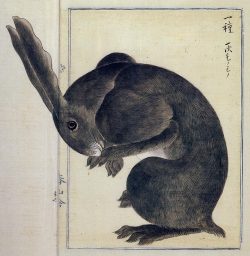 booglarized:       Artist Takagi Haruyama, 1850’s, Japan, Edo period, “Rabbit”    