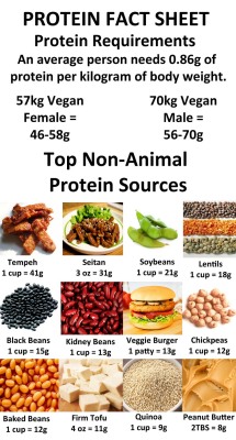 suckkitin:  What is protein? It is a family of amino acid molecules your body needs for the growth, maintenance and repair of all cells; is a major component of all muscles, tissues and organs; is vital for the metabolism, digestion and the transportation