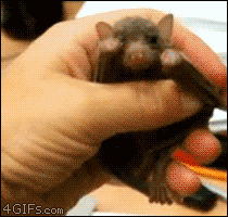 firegrowshigher:  Everybody stop everything. It’s a YAWNING BAT. 