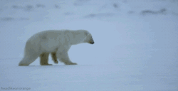 feferihipstersparkles:  darlingkanaya:  aussied:   A polar bear smells a seal under the ice. Unfortunately for the bear, the ice is too thick. (Planet Earth Live - BBC)  Nature is so graceful  good job  you tried 