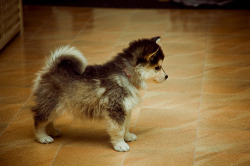 kissthelip5-betweenmyhip5:  crystalnoel:  This is a Pomsky.  It’s a mix of a Pomeranian and a Siberian Husky.  Pretty much the most adorable little thing ever!  The thought of a Husky and a Pomeranian having sex scares the shit out of me. 