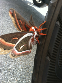 zacksanerd:  downrightsugoi:  melancholic1:  Found this guy outside a car dealership, clinging to a car’s tire, sheltered from the wind.  His wingspan was probably about the 7 or 8 inches. I’ve never seen such a large and colorful moth.  What a