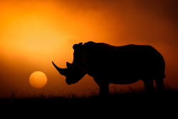 magicalnaturetour:  “Rhino Sunrise” by Mario Moreno :) 