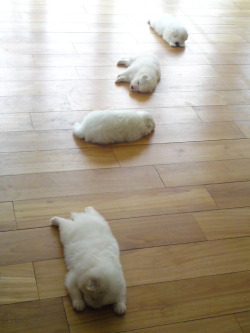 notamoonaspacestation:  berkielynn:  wakeupnew:  it’s like a trail of exhausted puppies instead of a trail of breadcrumbs  I WOULD FOLLOW THAT TRAIL EVEN IF IT LEAD STRAIGHT TO HELL.  I would be right behind you!