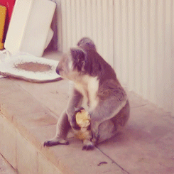 braindentist:  A Koala eating an apple for lunch, in Perth, Western Australia. [x] 