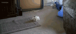 c-o-n-c-h-e-t-u-m-a-m-i:  grey-skyline:  indeathmayibetriumphant:      look at this precious thing fucking look at it  and then you look to the apparent dead body in the back  When good bunnies go bad.  THAT ONE IS EATING HIM  GET THE HOLY HAND GRENADE