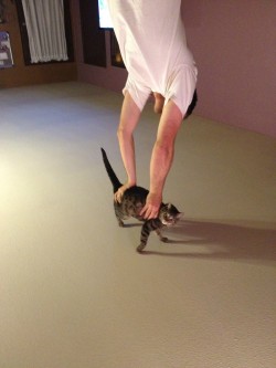sneeze-glitter:  tinyy-ninja:  s34s:   i thought he was doing a handstand on his cat  i spent too many hours crying over that  BRB DYING  it’s all upside down you dickheads