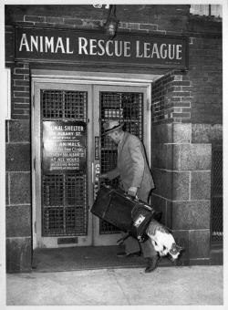 A cat escapes from the Animal Rescue League, 1930&rsquo;s. .