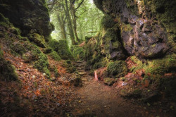 xvxavier:  chrisxlafferty:  teacupsandskulls:  theoddmentemporium:  Puzzlewood is an ancient woodland site, near Coleford in the Forest of Dean, Gloucestershire, England. The site, covering 14 acres, shows evidence of open cast iron ore mining dating