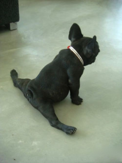 puro-siempre:  x  Holy shit the dog can do a full split and i can&rsquo;t -__-