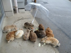 moord:witchsauce:  “Ōkunoshima (大久野島) is often called Usagi Shima, or Rabbit Island, because of the numerous wild rabbits that roam the island; they are rather tame and will approach humans.” (Source)  i want to live there