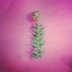 Pine cone flower lol (Taken with instagram)
