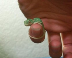 malibudaisies:  senikau:  kidsofthetides:  sunny-haze:  alohakid-s:  cutest.thing.ever.  omg its so tiny  it looks so angry..  I reckon! ^ It looks like its attempting to strangle the finger, but deep down inside, it knows it can’t, because he is a