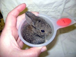 drug-child:  inner-cunnt:  bellsprouts:  add one cup bunny  “add one cup bella” lol  awh c:  Omg.  ♡