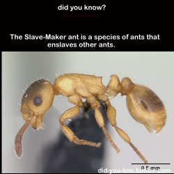 did-you-kno:  The slave-maker queen fakes her own death and gets carried to the host colony. She then wakes up, and then kills and impersonates the queen. The fake queen will then start making her own offspring, who eventually take over the nest and