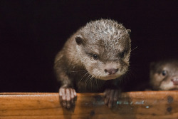 dailyotter:  Otter Pup Leans Out the Window Thanks, kashiwaya920!