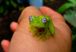 cosmictuesdays:  theanimalblog:  Glass Frog  “Have you ever…looked at your feet? I mean, really looked at your feet?” 