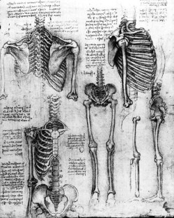  Leonardo da Vinci’s anatomical studies 