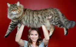 Top: Natalie Chettle lifts her mother’s Maine coon cat Rupert over her head. Nearly three years old, Rupert is already three times bigger than the average domestic cat and is expected to gain another 5kg in the next few years… (source) Bottom: …Giant