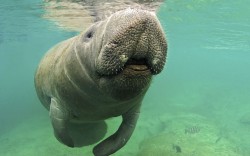 theanimalblog:  Florida manatee (Trichechus manatus latirostris) at the water surface, Crystal River, Florida.  Picture: Mark Carwardine/Nature Picture Library/Rex Features 