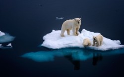 inothernews:  FLOAT ON   Polar bears are seen atop and swimming away from an Arctic ice floe off of Svalbard, Norway.  (Photo: Dennis Bromage / Barcroft Media via The Telegraph) 