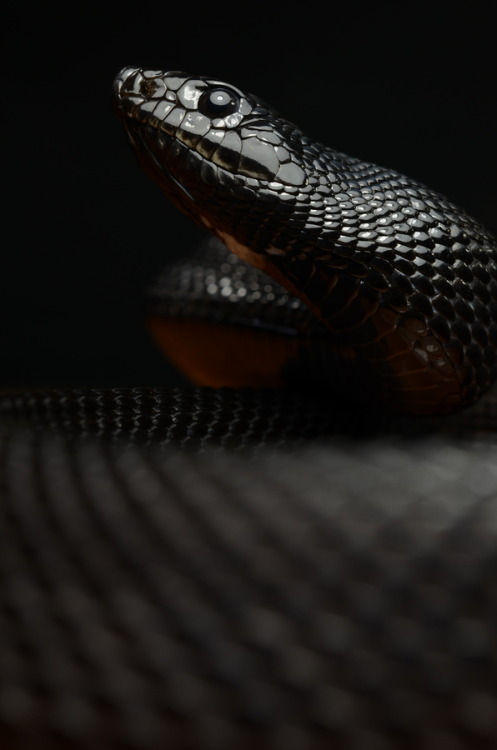 Black snake with white spots