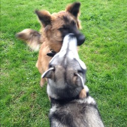 #cute #husky #shepherd #malamute #bestfriends #swag #boston #popular #instagramhub playdates! (Taken with Instagram)