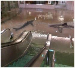chickenshit:  The collapse of a shark tank at The Scientific Center in Kuwait. Reblog this because it’s probably the only time in your life you will see something like this. 